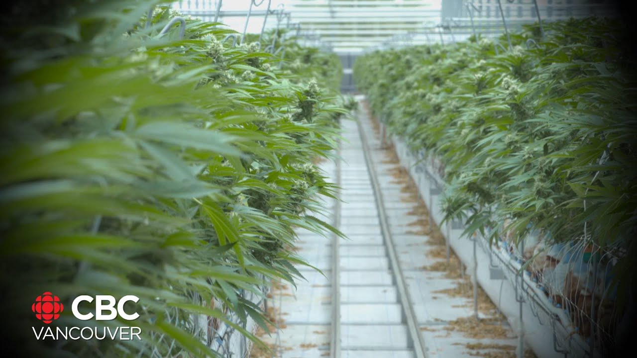 Greenhouse in Delta went from growing tomatoes to cannabis
