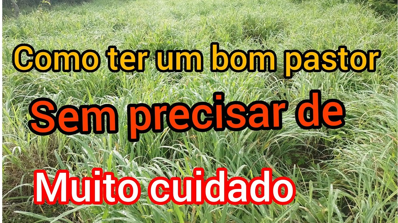 Esse é um capim muito resistente e muito bom para pasto .