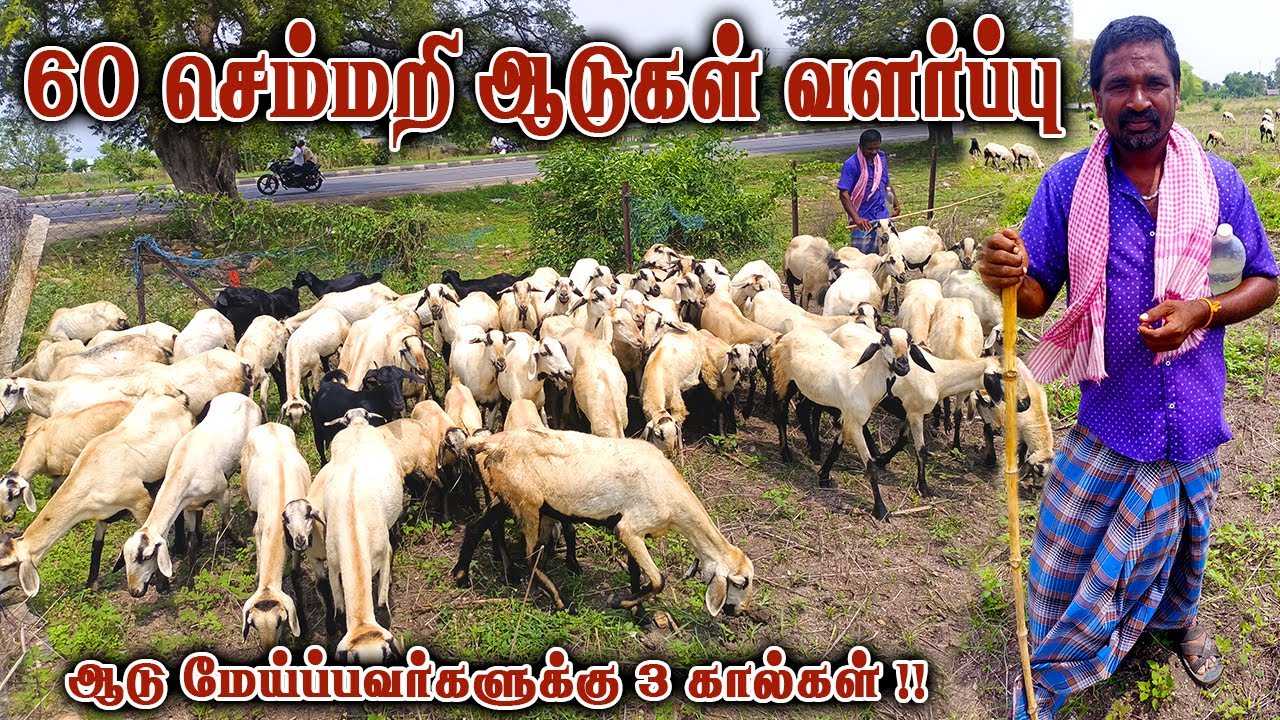 60 செம்மறி ஆடுகள் வளர்ப்பு | semmari aadu virpanai | Aadu valarpu | Aadu sale | Semmari aadu valarpu