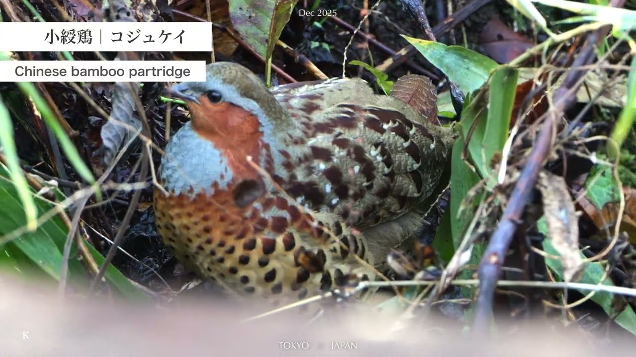 野鳥撮影】多摩・八王子エリアで探鳥、東京の里山公園 コジュケイ アオゲラ シメ ジョウビタキ｜ルリ トラツグミは次12月中旬  #birdwatching  #バードウォッチング #birds