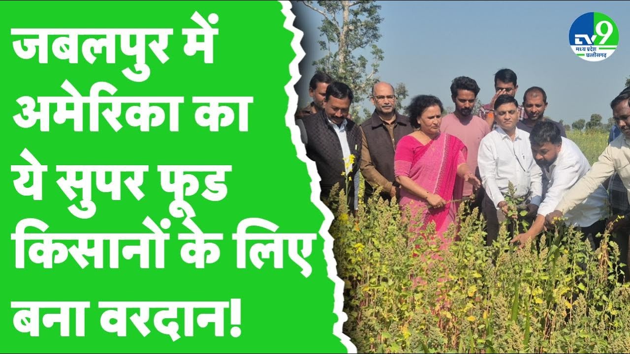 America Super Food Quinoa की खेती कर Jabalpur किसानों को हुआ फायदा, health benefit भी है कई गुना!