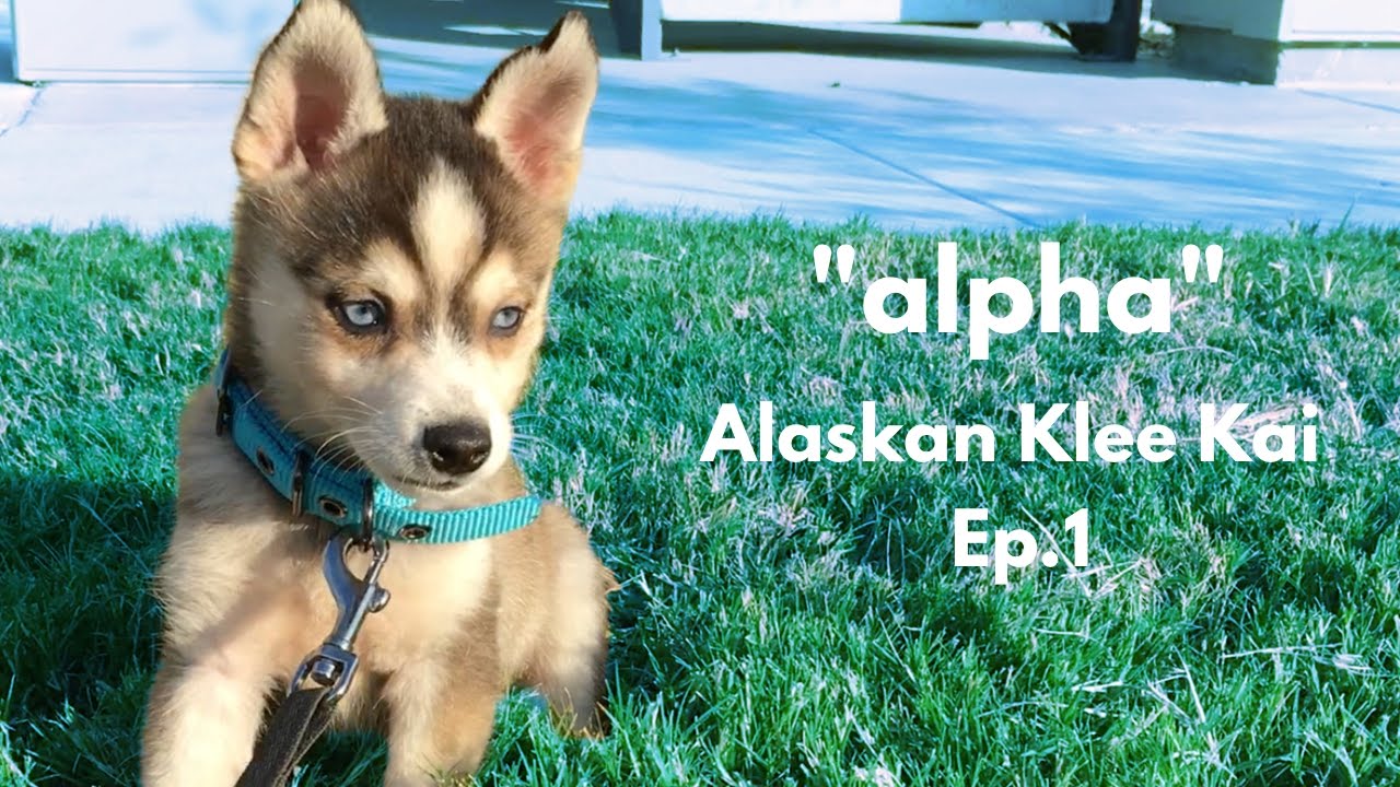 ''alpha'' Alaskan Klee Kai - Miniature Husky | Ep.1