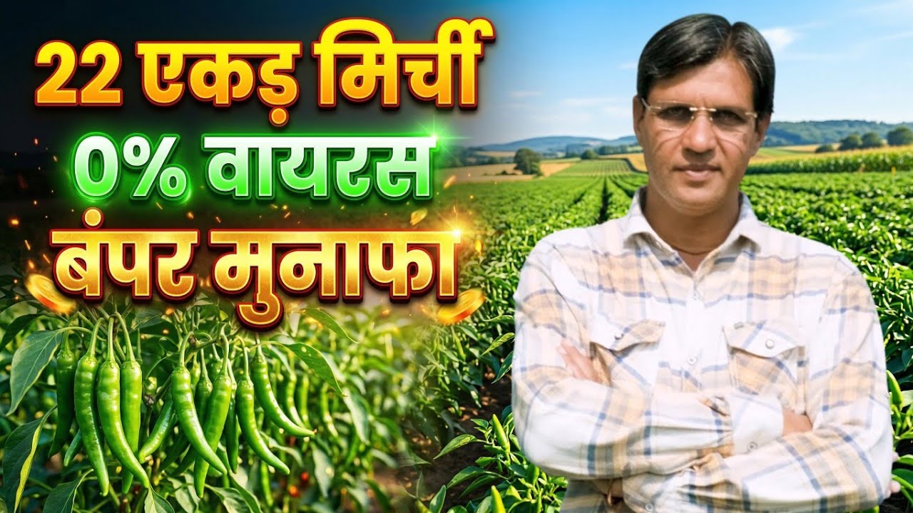 मिर्च की खेती का आधुनिक तरीका: 22 एकड़ से बंपर कमाई | Chilli Farming Modern Technology