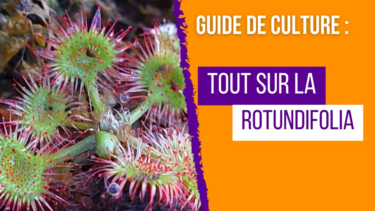 Guide complet de culture des Drosera rotundifolia ! Pour des Plantes Carnivores en Pleine Santé
