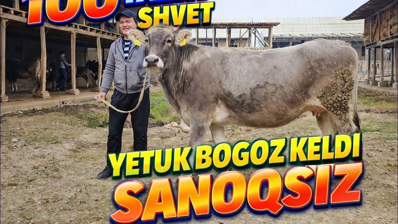 🇰🇬DAXSHAT BUGUN SINGAN🇰🇬 NARXLARDA SHVEST ROSSIYA PARODA SIGIRLAR