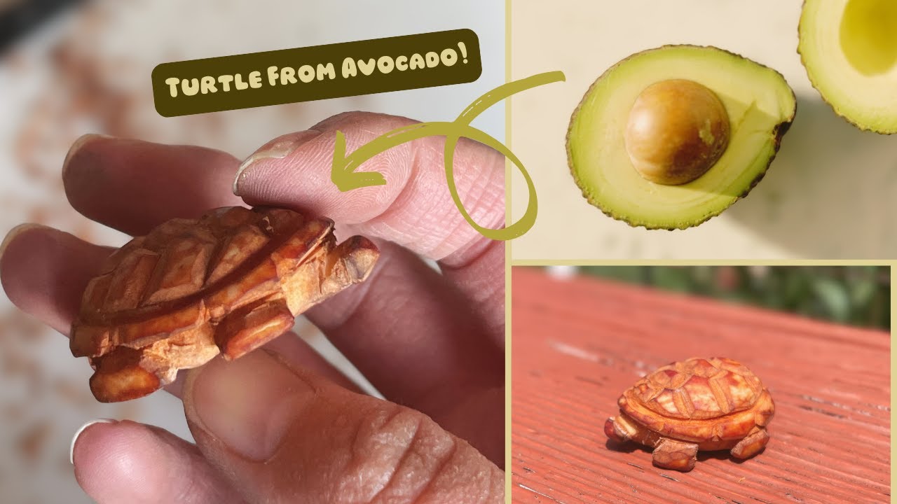 How to Carve a Turtle from Avocado Seed (requires only a utility knife!)