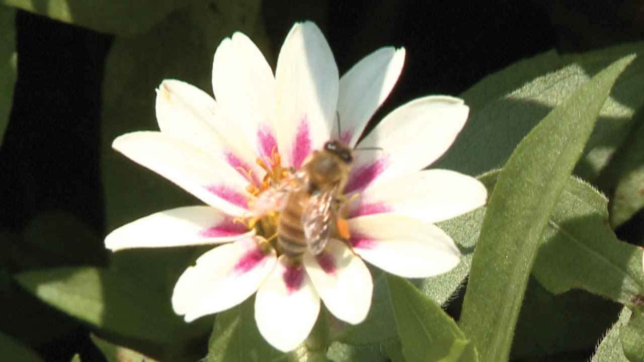 Pollinators And Our Gardens