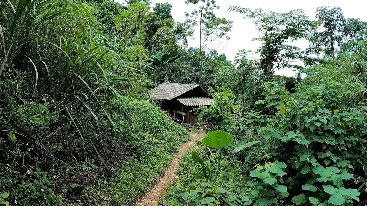 #551. House in the forest, adventure in the forest