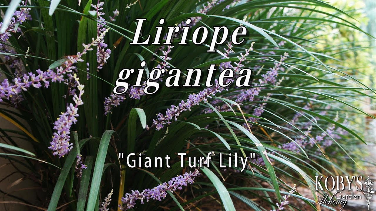 Liriope gigantea, (Giant Turf Lily) grassy & graceful - for shade