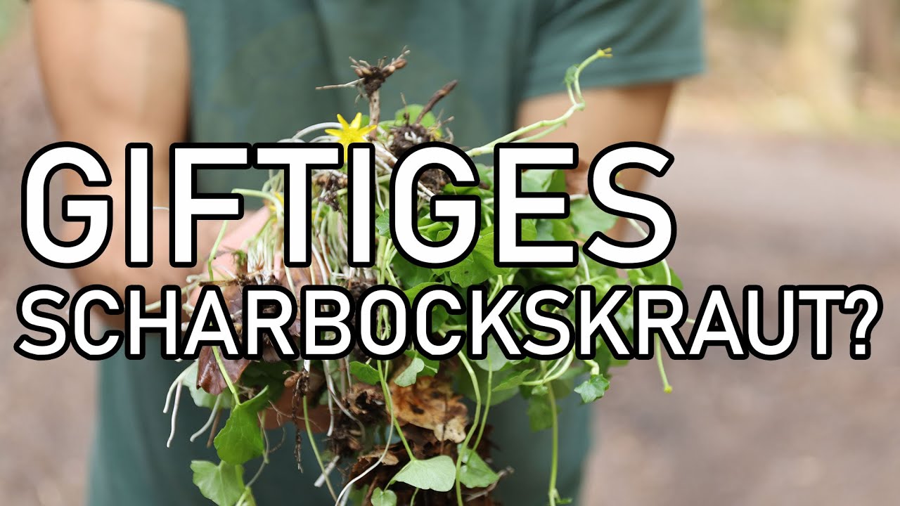 Wildgemüse Scharbockskraut - wer darf es essen und für wen ist es giftig?