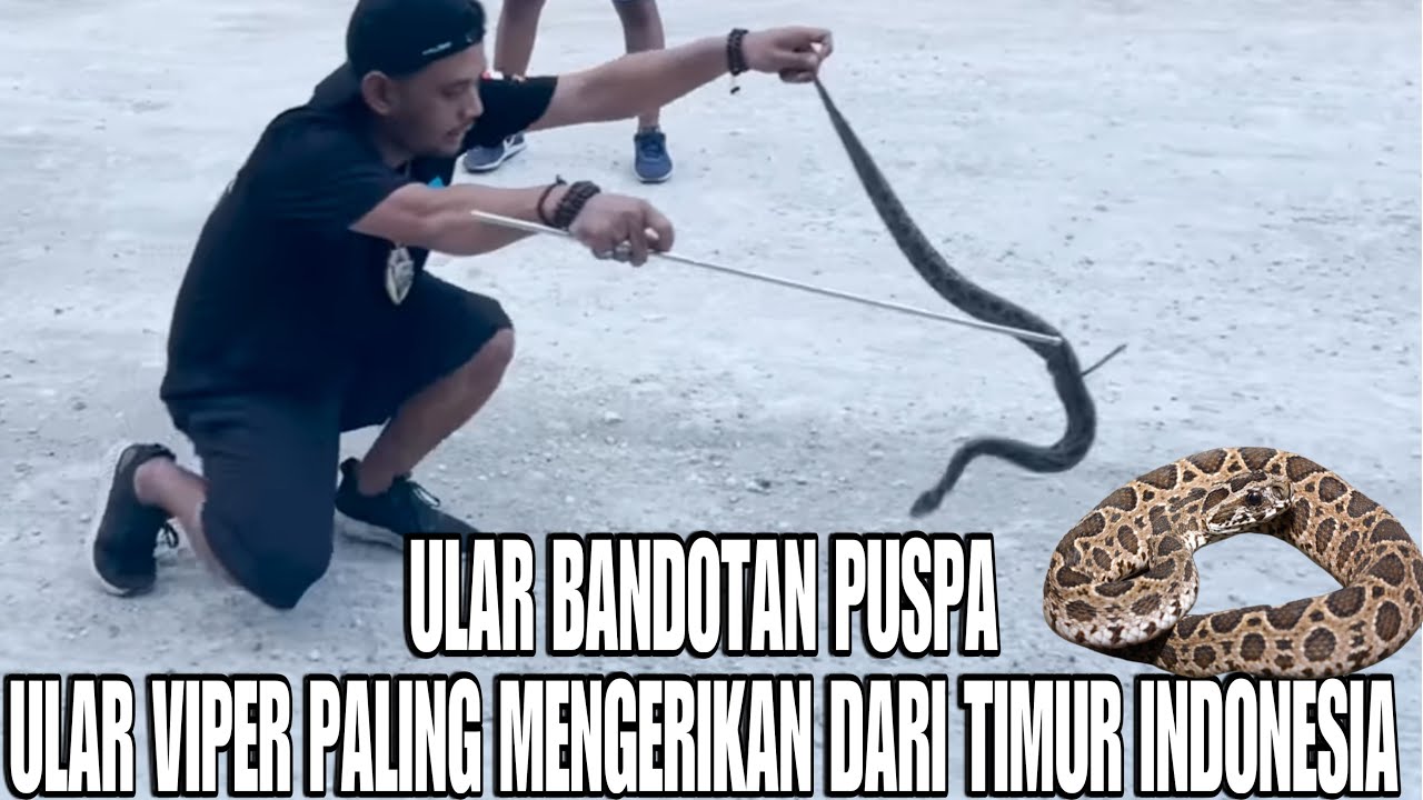 PANJI PETUALANG TEMUKAN ULAR VIPER PALING MEMATIKAN DI INDONESIA BANYAK DI TEMUKAN DI GRESIK