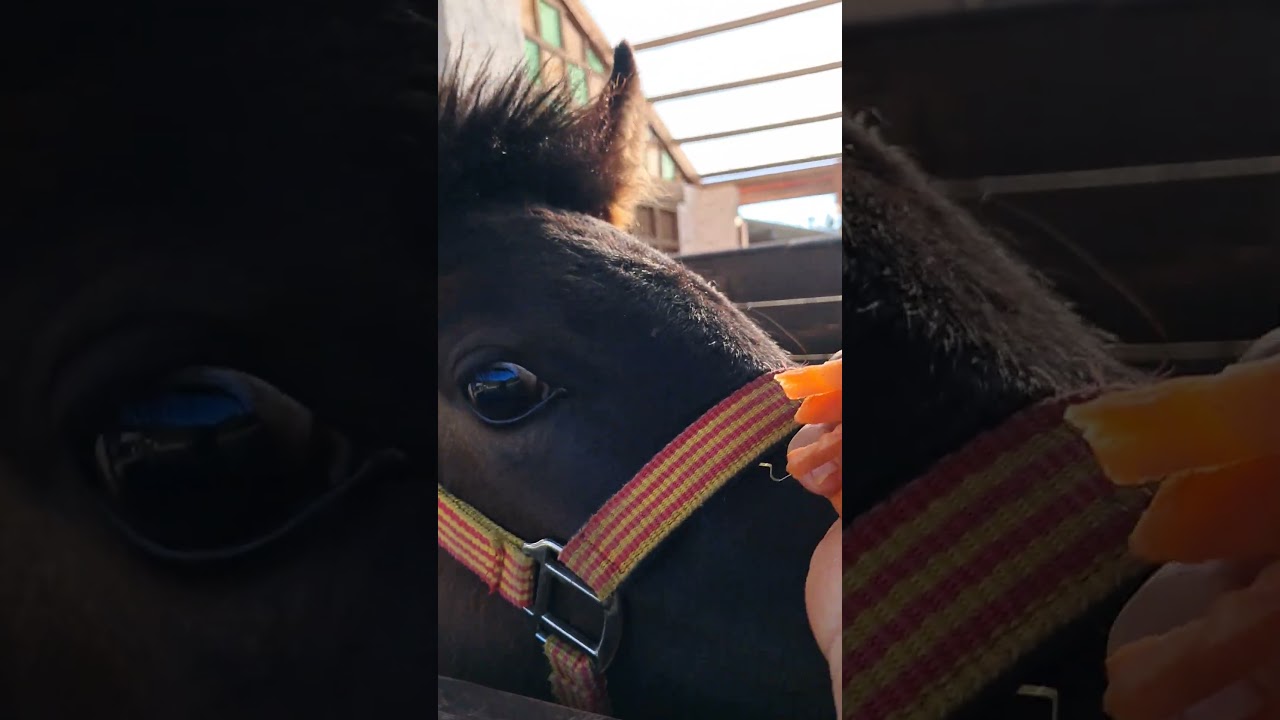 potro comiendo zanahoria