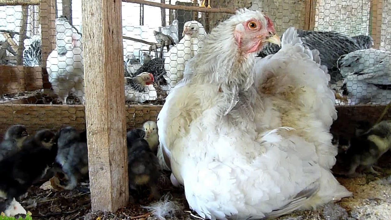 brahma mother hen with very cute brahma baby chicks - κλωσσα -  AGROKOTA.GR