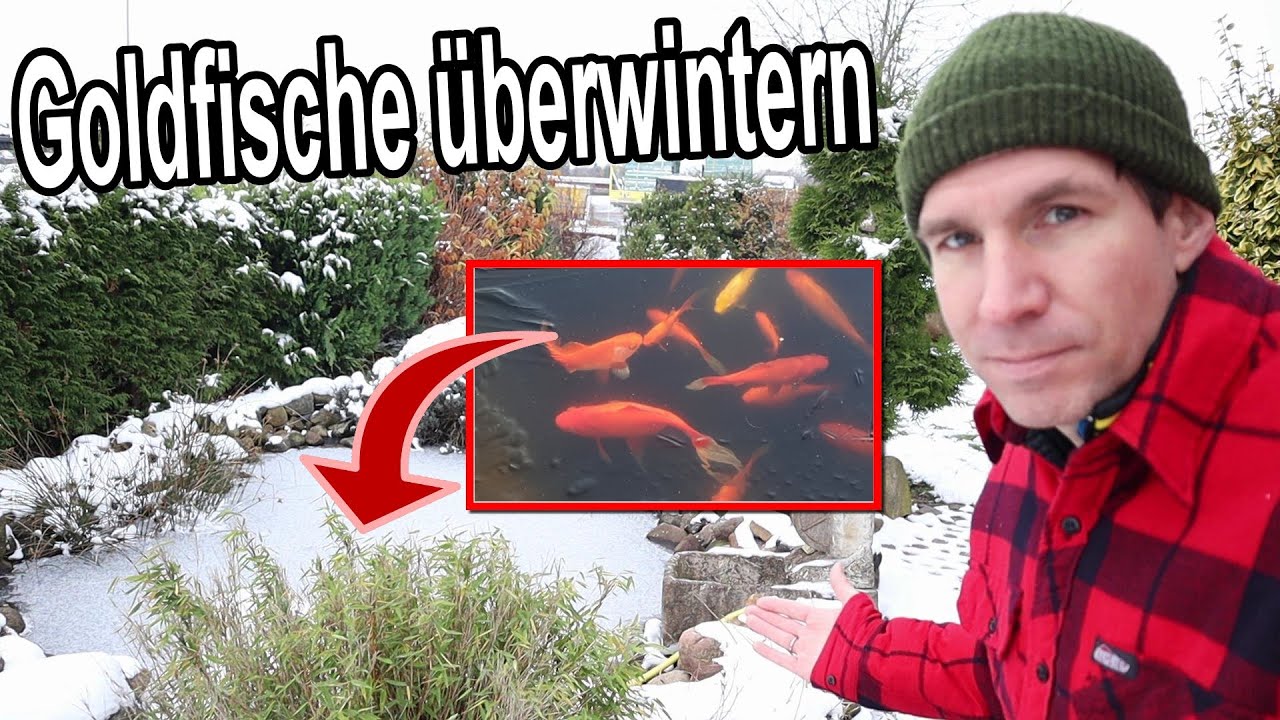 So &uuml;berwintern deine Goldfische im Gartenteich! ❄️