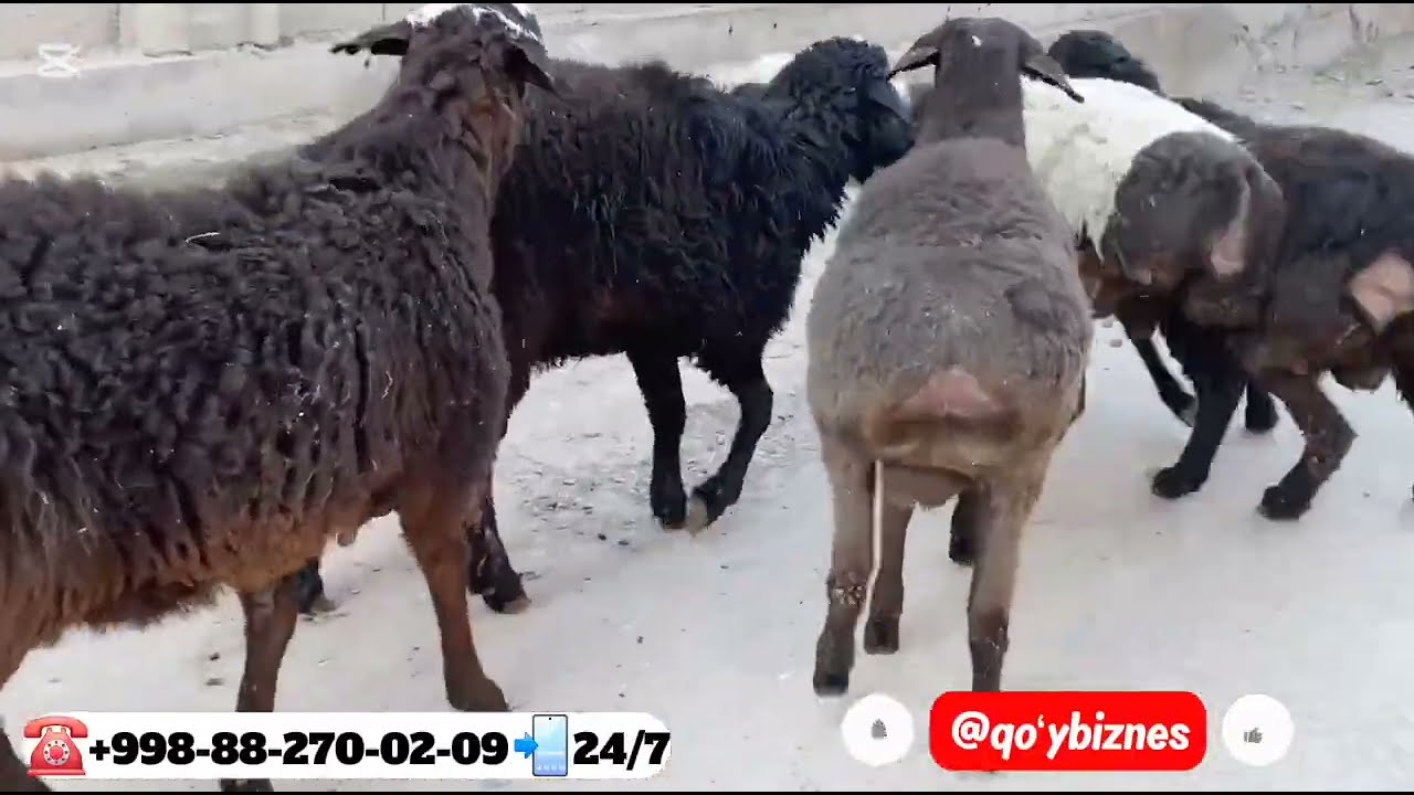 🔥🔥🔥👍QAHRAMON 😱Bo‘g‘ozlarni arzon narxda qilib yubordi😱😱😱😱 shoshiling bunaqasi bo‘lmagan 