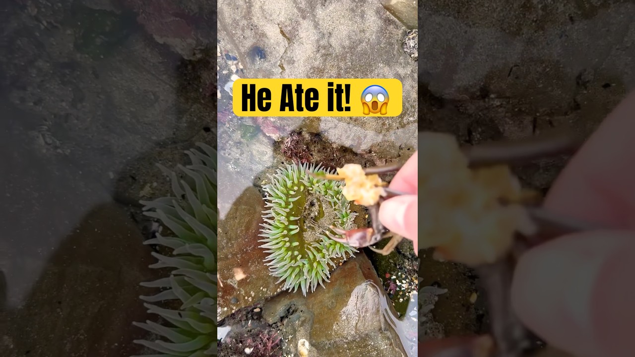 Sea Anemone Eats Crab! 😱 (Satisfying)  #shorts #animals