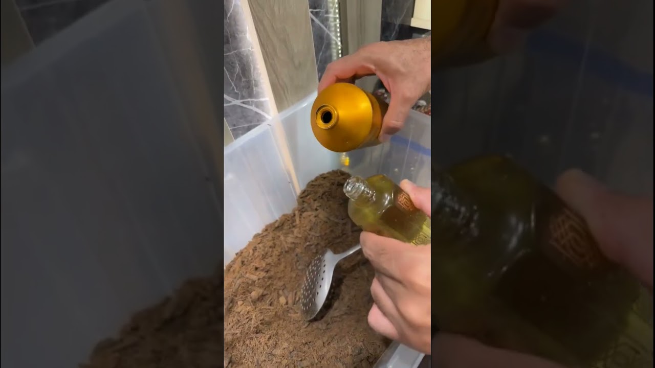 بكج الصيف عود ودهن شاهد كيف سقينا العود ميسم الورد الطائفي 00966568079226