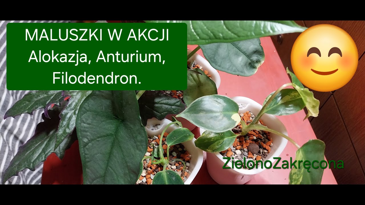 ☘️💚MALUSZKI W  AKCJI ‐ najwyższy czas na Anturium, Alokazję, Filodendrona- debiutują na sznurkach.