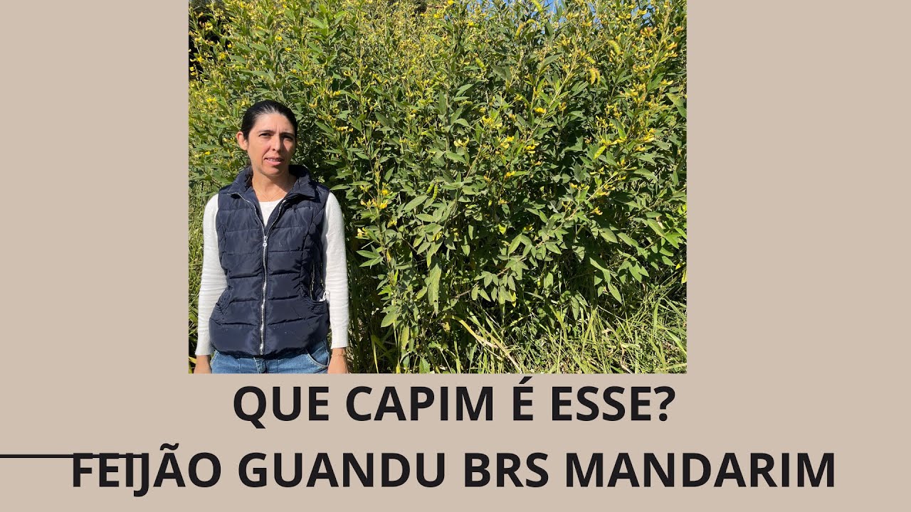 FEIJÃO GUANDU BRS MANDARIM: QUE CAPIM É ESSE?