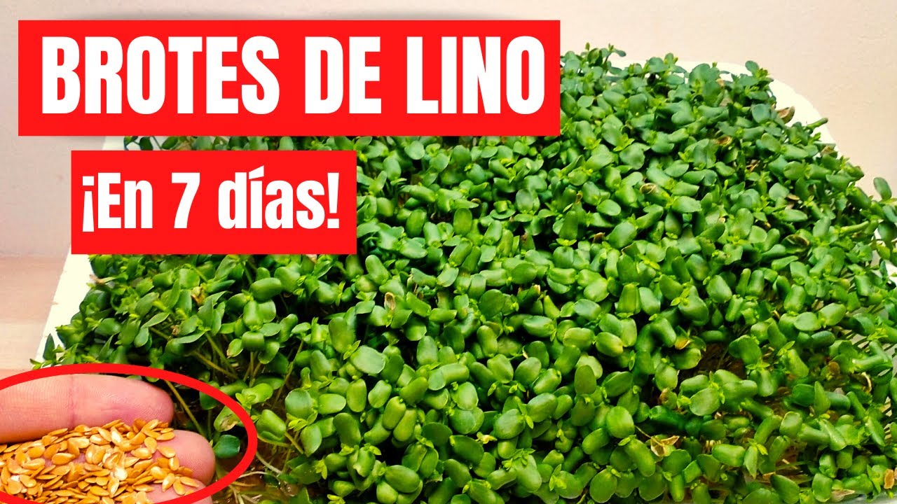 ☘️ COMO HACER BROTES DE LINO EN CASA DE FORMA F&Aacute;CIL. SALUDADES Y DELICIOSOS