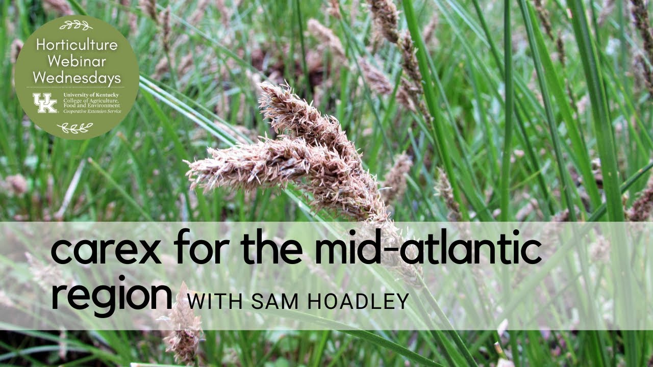 Carex for the Mid Atlantic
