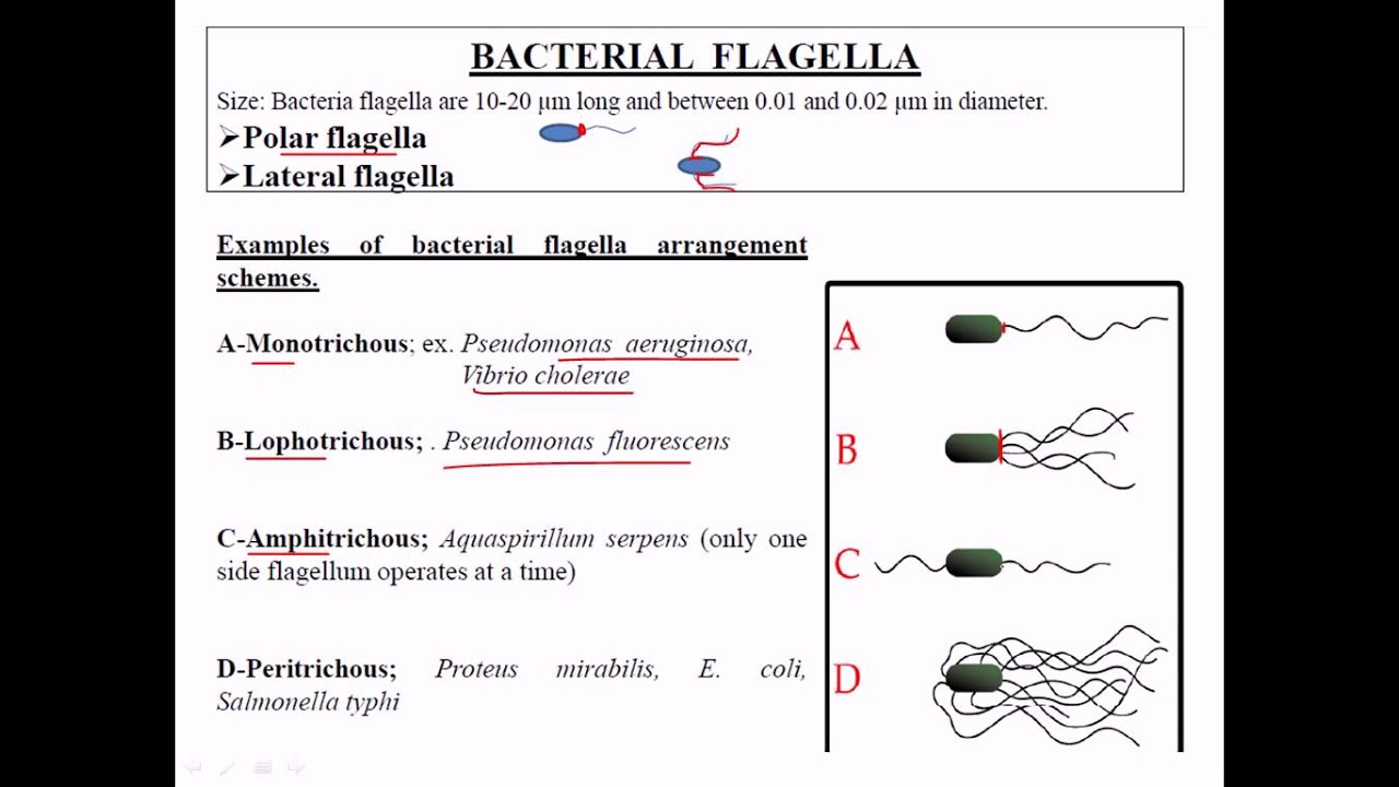 Types of flagella