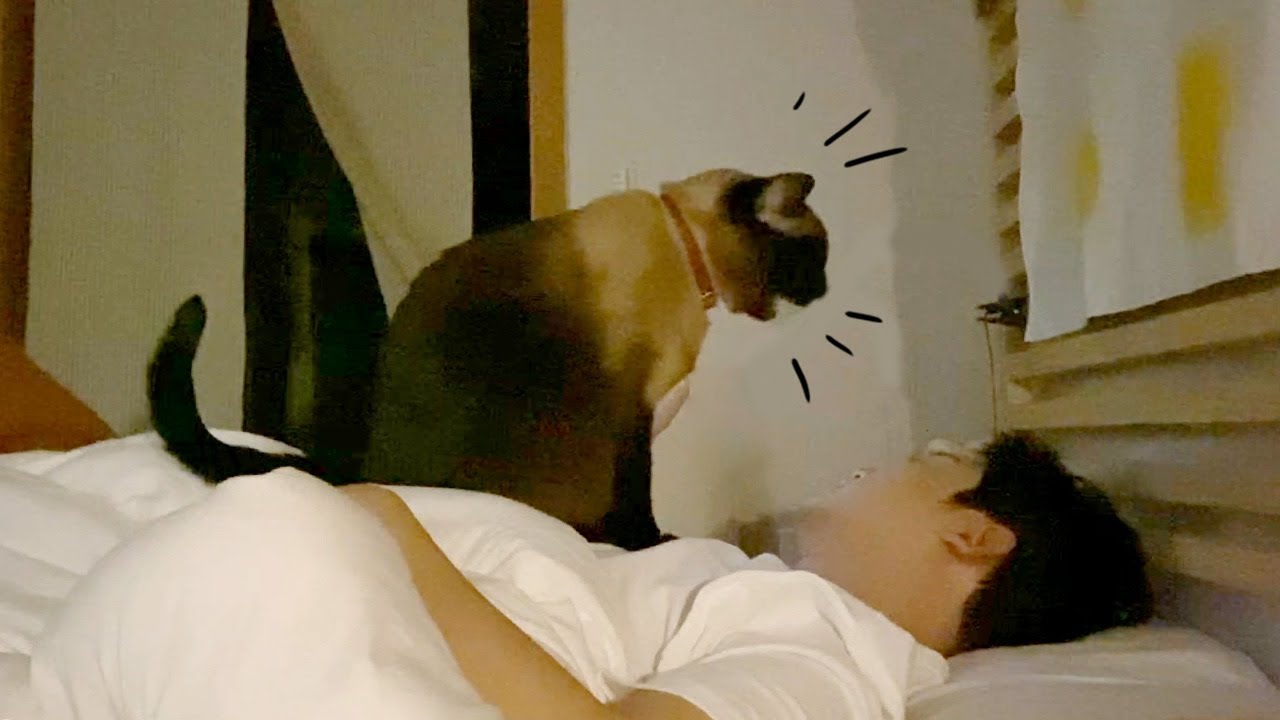 집사들 깨울 때는 목소리가 이렇게 달라져요