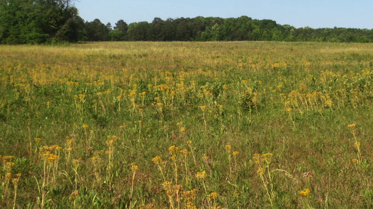 Schweinitz's Sunflowers in South Carolina