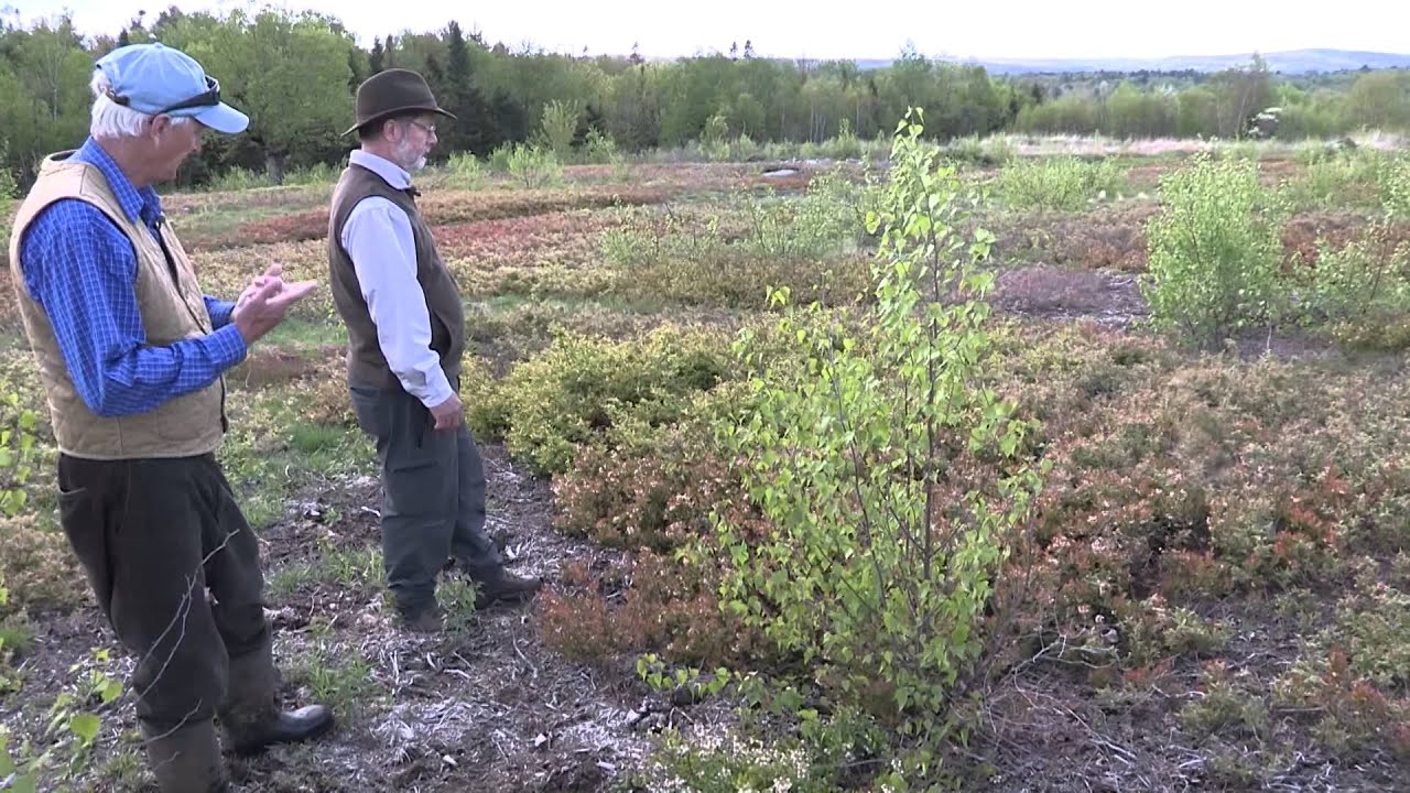 Lowbush Blueberry in Maine, Native Plants and Native Bees in a Modern System