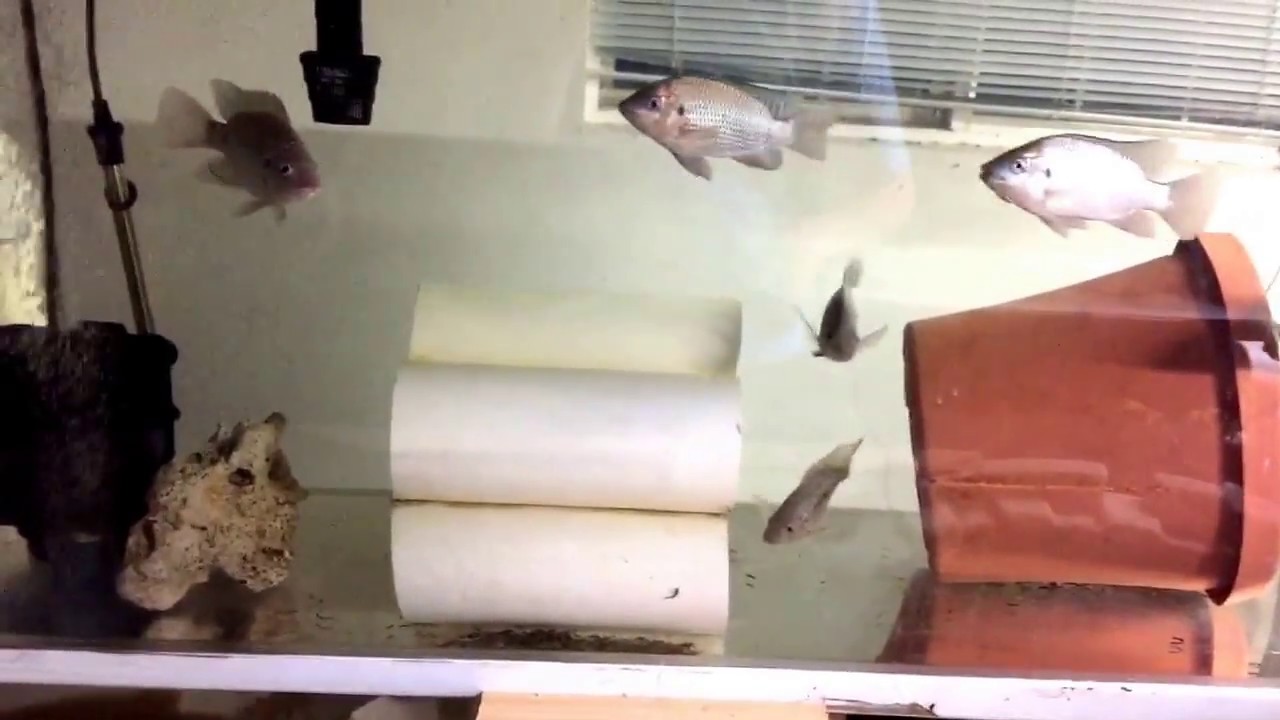 (12/23/2016) How to Set Up a Tilapia Breeder Colony