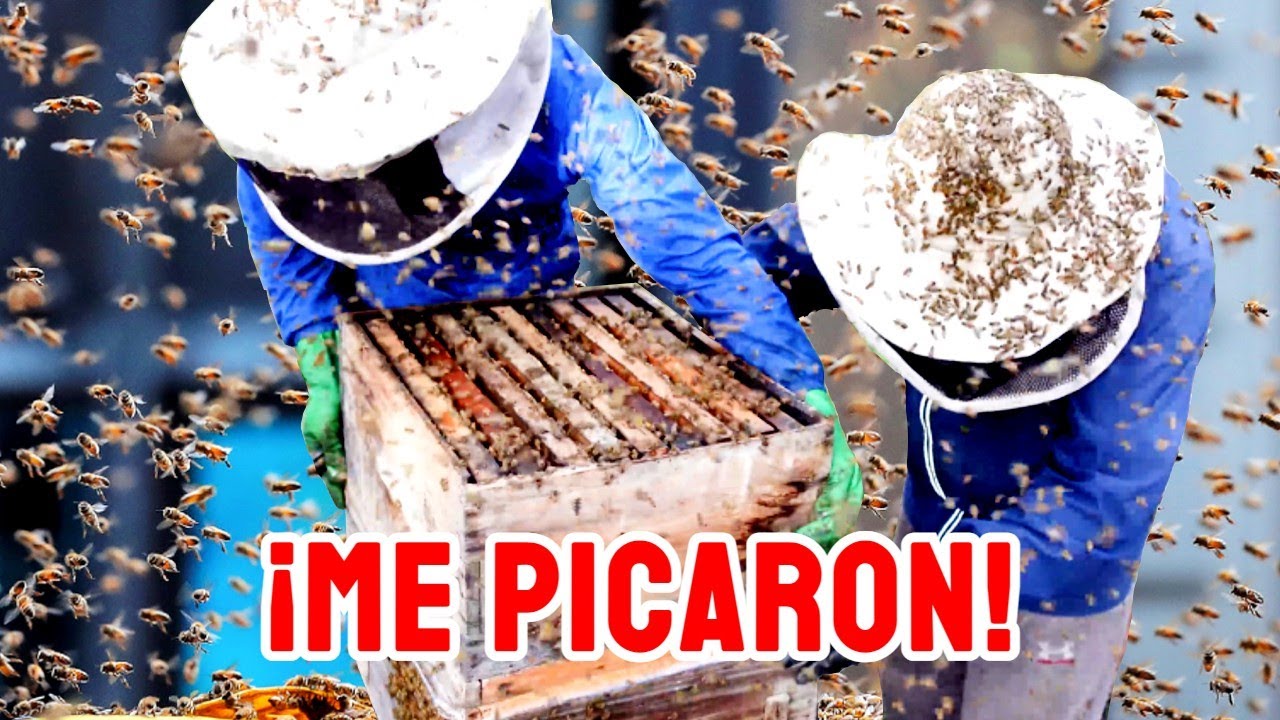 Abejas Africanizadas | killer bees | honey bees | not the bees | bees swarm attack