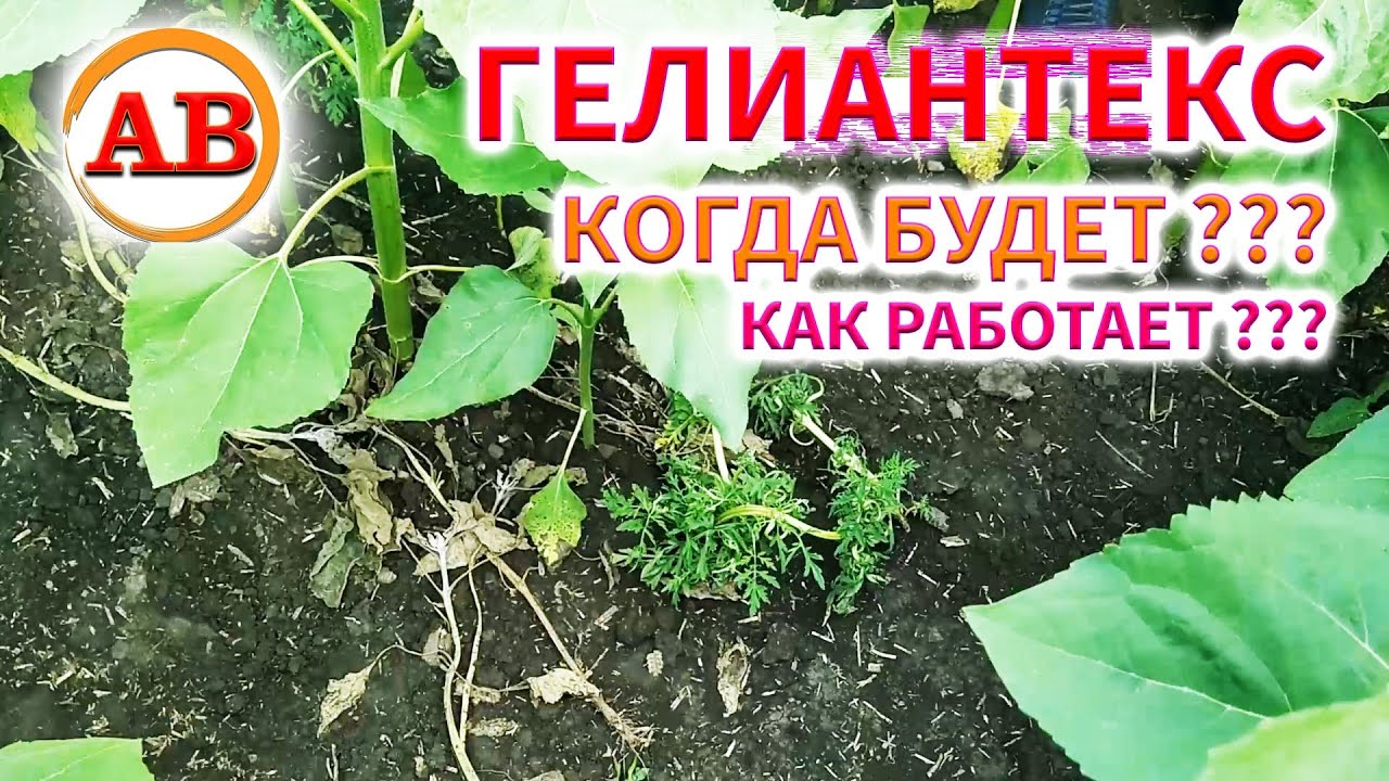 КОГДА БУДЕТ ГЕЛИАНТЕКС ???🛑 Контроль роботы 16 дней🎯. КОнКУРС СКОРО !!! #гелиантекс