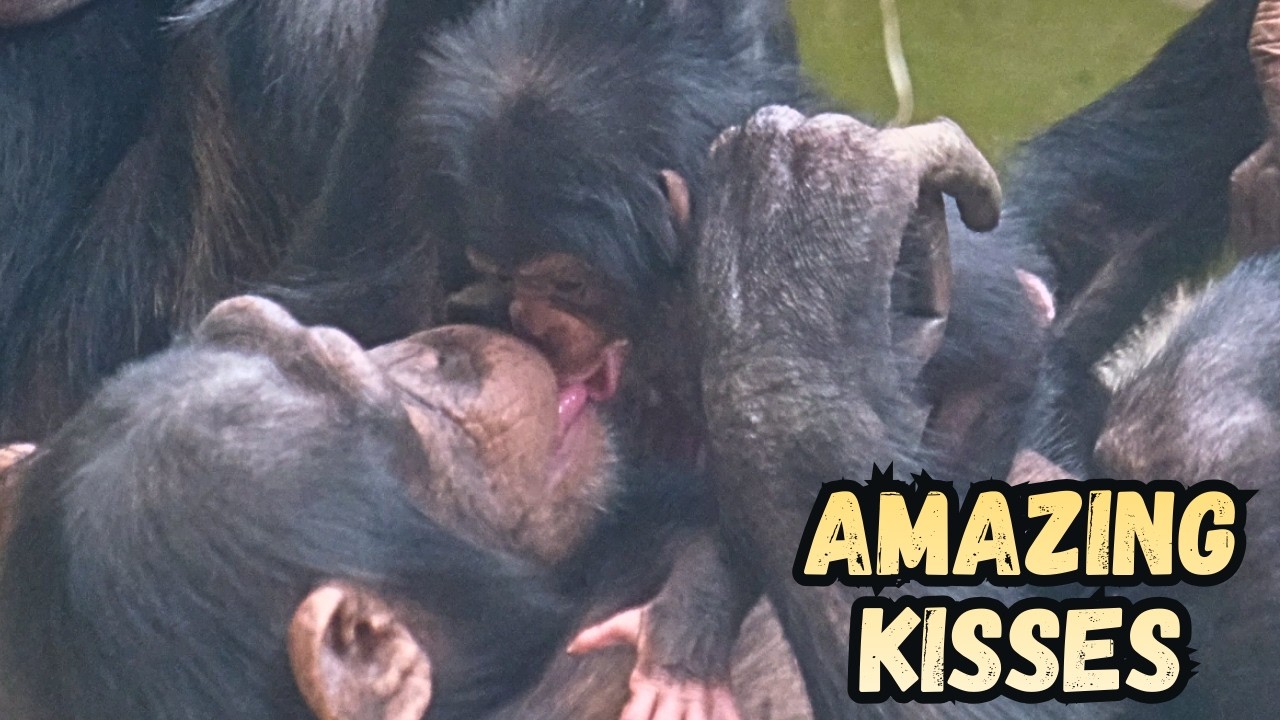 Awesome Kisses and Cuddles For Chester Zoo Newborn Baby Chimp 
