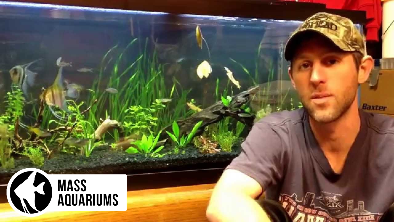 Taking care of algae in the planted tank