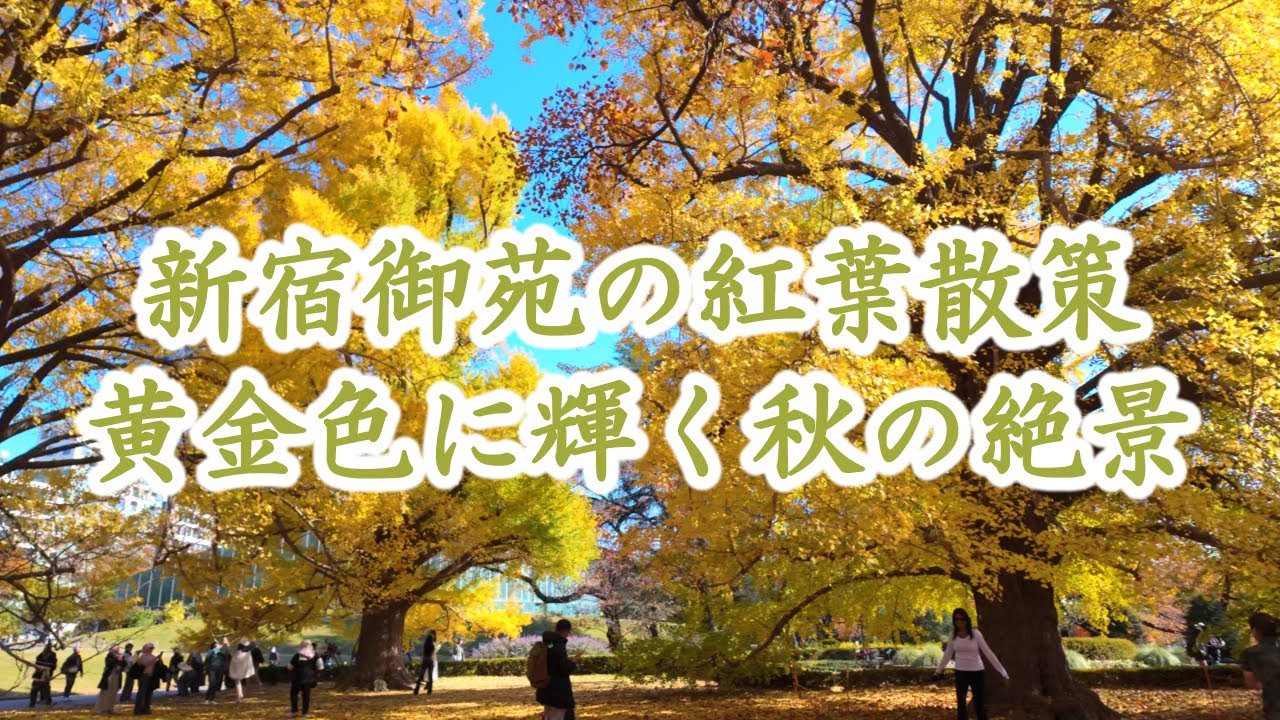 【新宿御苑の紅葉散策】黄金色に輝く秋の絶景/Autumn leaves at Shinjuku Gyoen/4K