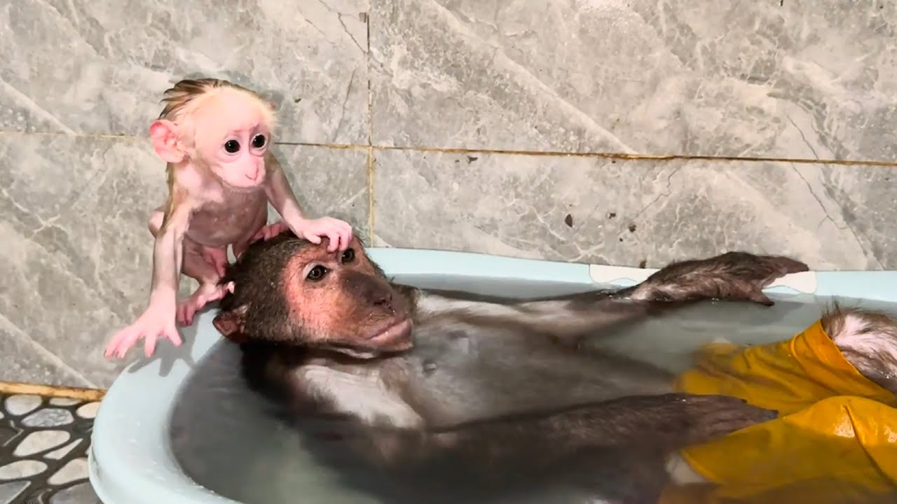 Monkey ABU happily bathes with baby monkeys!