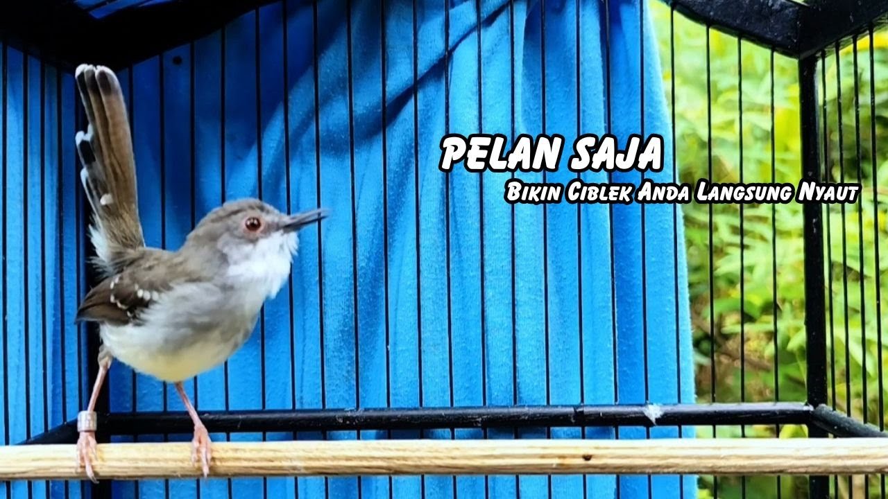 ciblek gacor ini AMPUH buat Pancingan ciblek semi dan ciblek kristal bahan, Masteran Ciblek ngebren