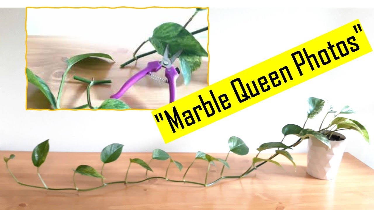 How to propagate Marble Queen Pothos from Cuttings / how to grow money plant from cuttings /