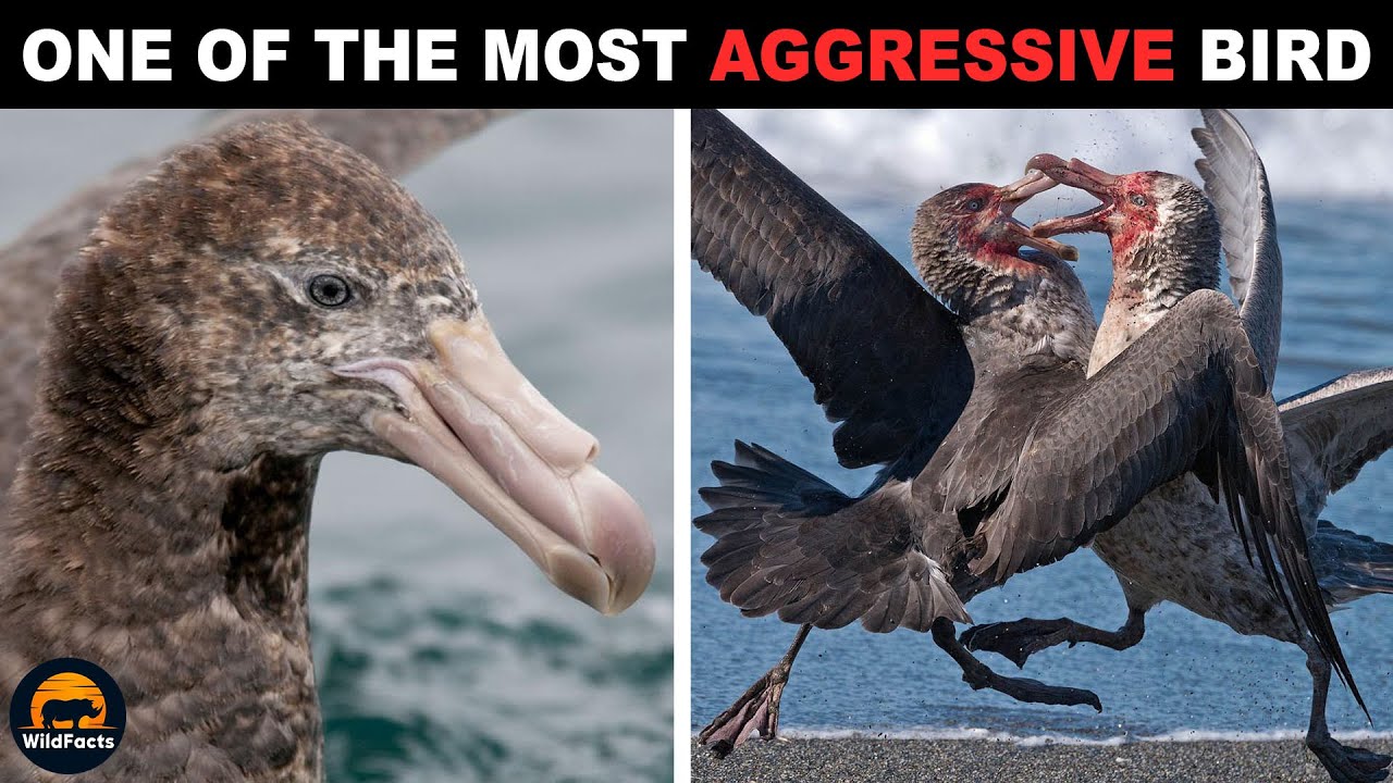 Giant Petrel - One of the Most Aggressive Birds on Earth