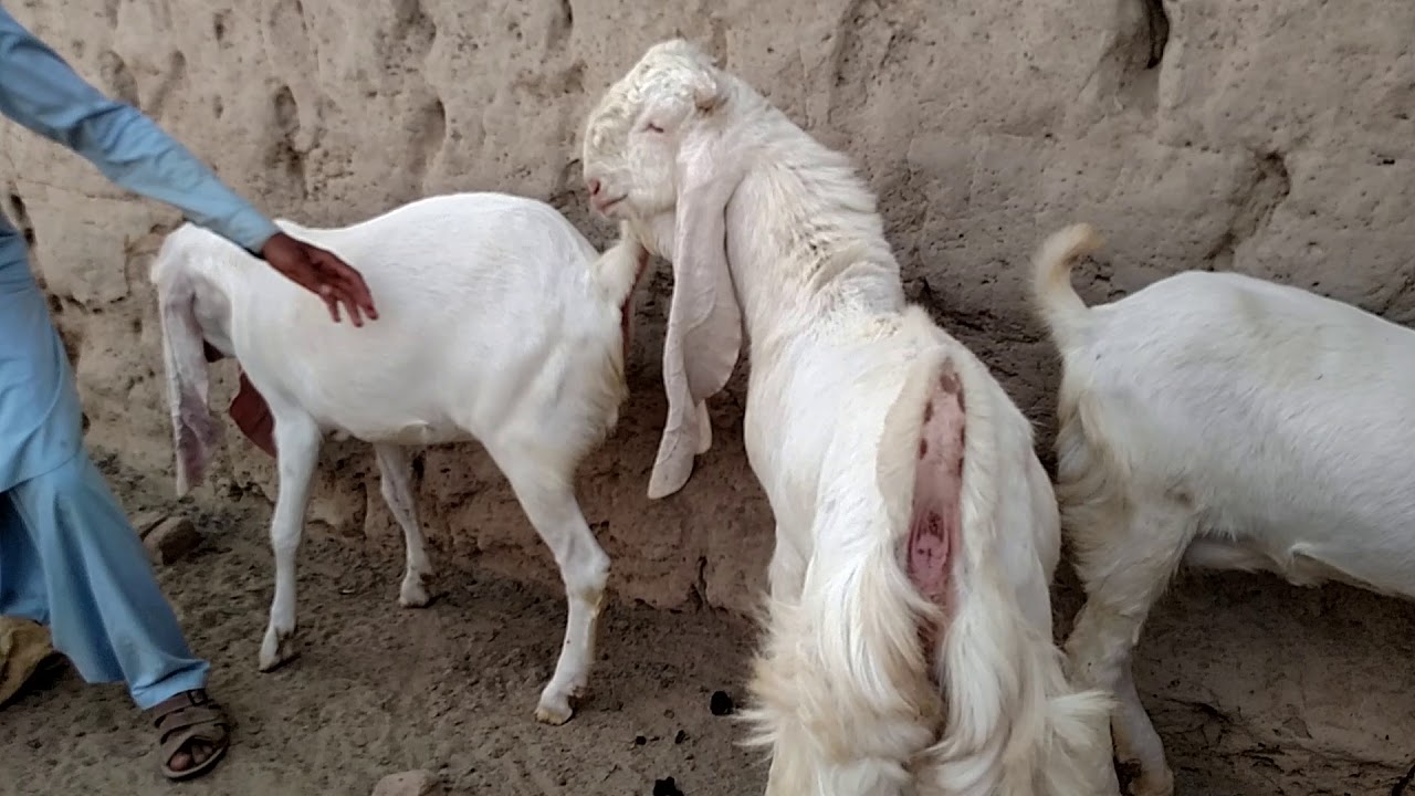 Gulabi goats of usman baloch