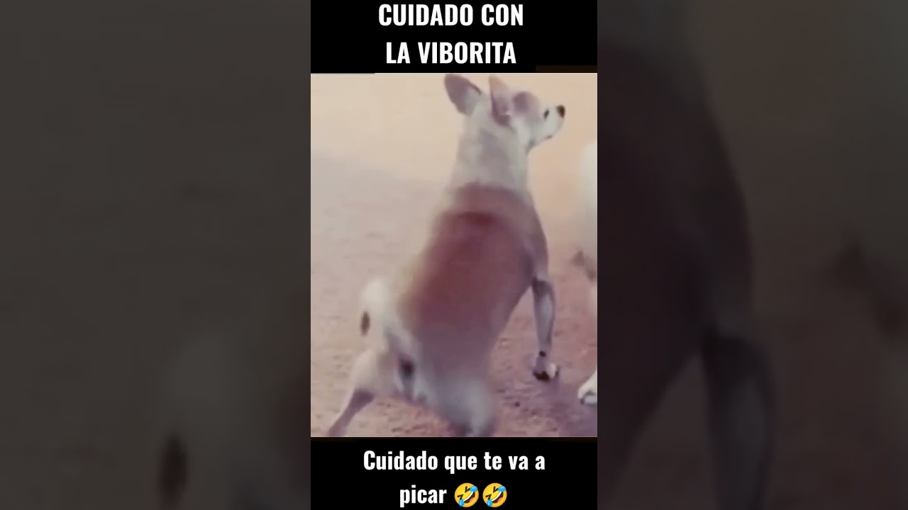 la viborita 🤣🤣#culebra #perros #fpy #viral #xd