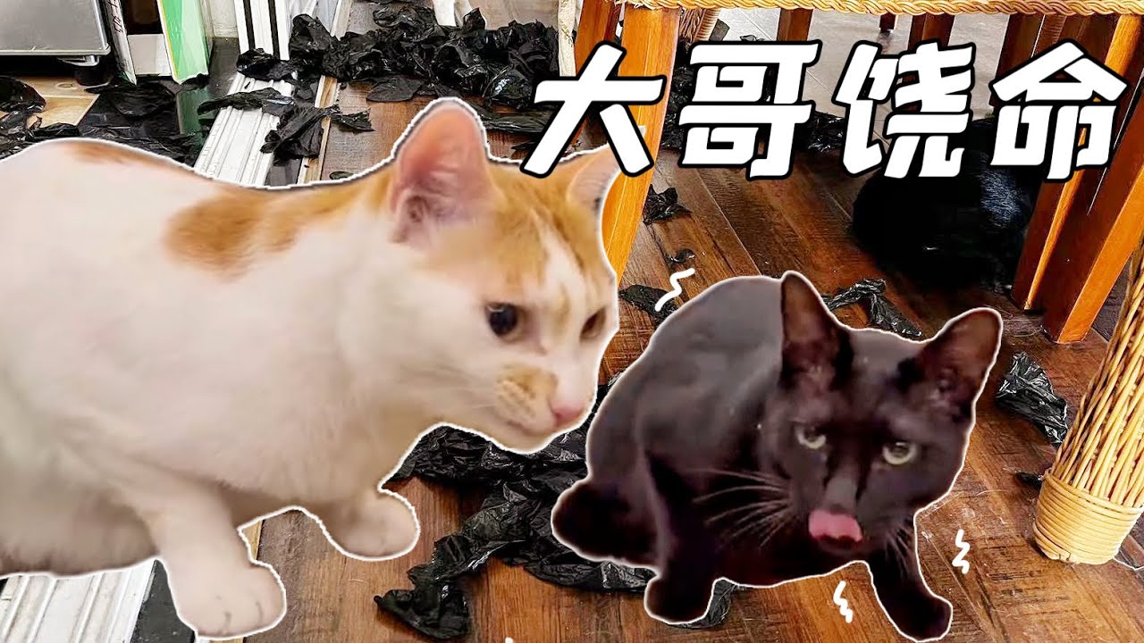 還記得那隻被台灣小姐姐領養的浪貓嗎？因拆家上癮險被攆出家門｜李喜猫