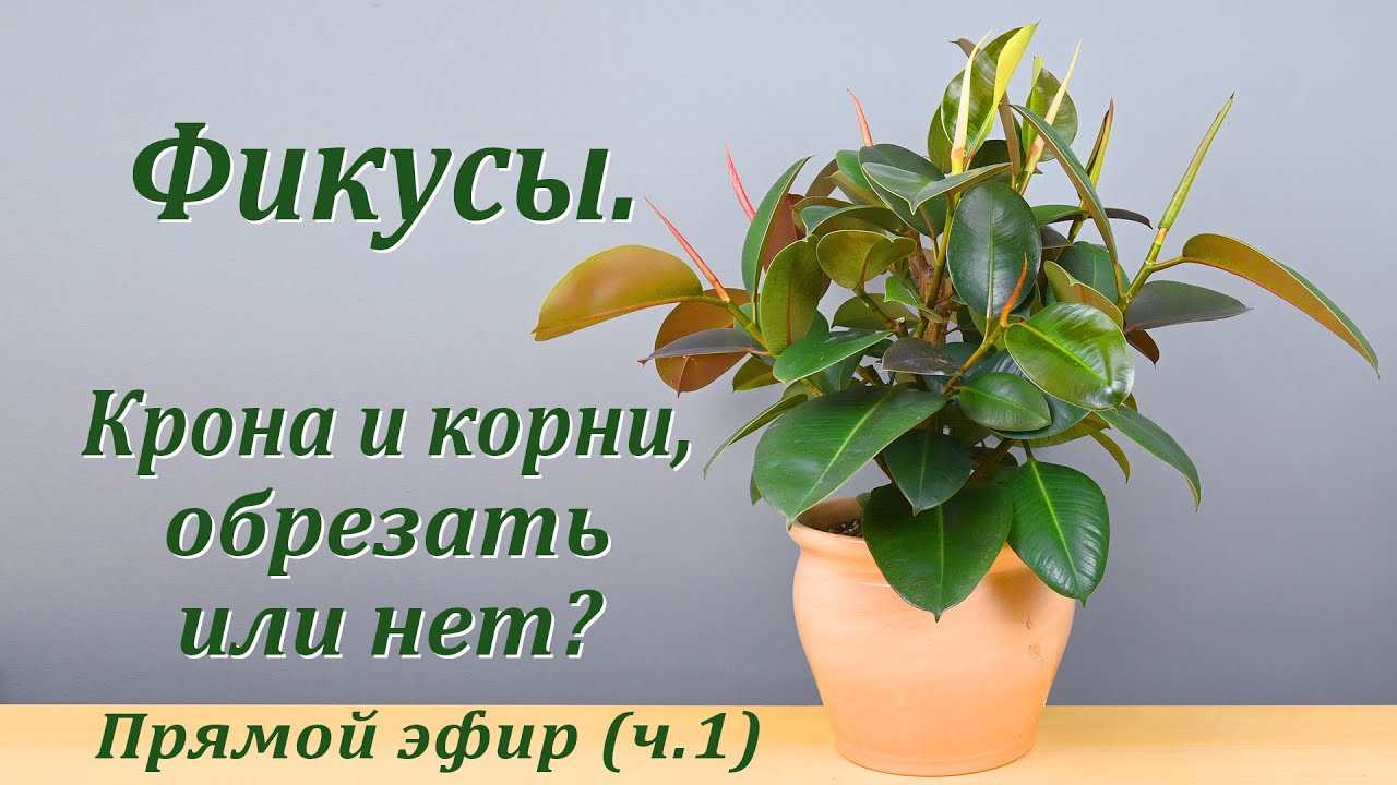 Фикусы. Крона и корни, обрезать или нет? (Запись прямого эфира, ч.1)