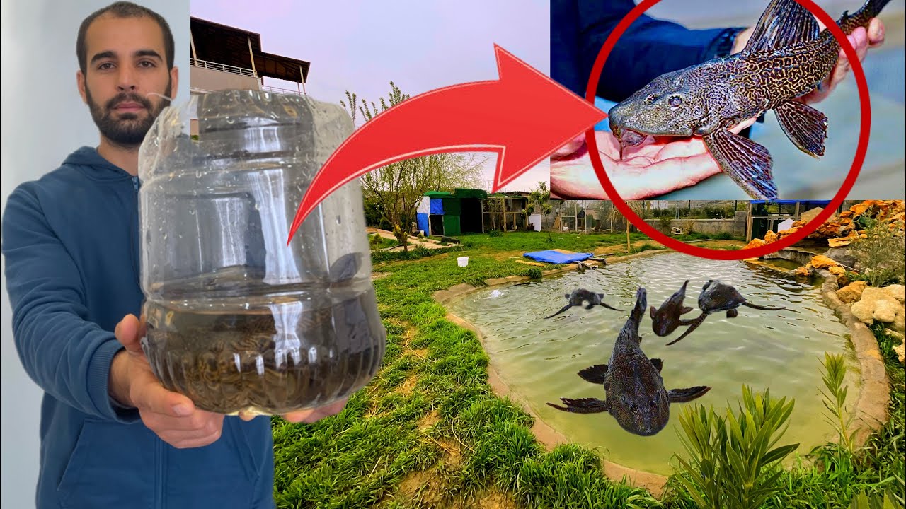 Я ОСТАВИЛ СВОЮ ДОМАШНЮЮ РЫБУ В БОЛЬШОМ ОЗЕРЕ!