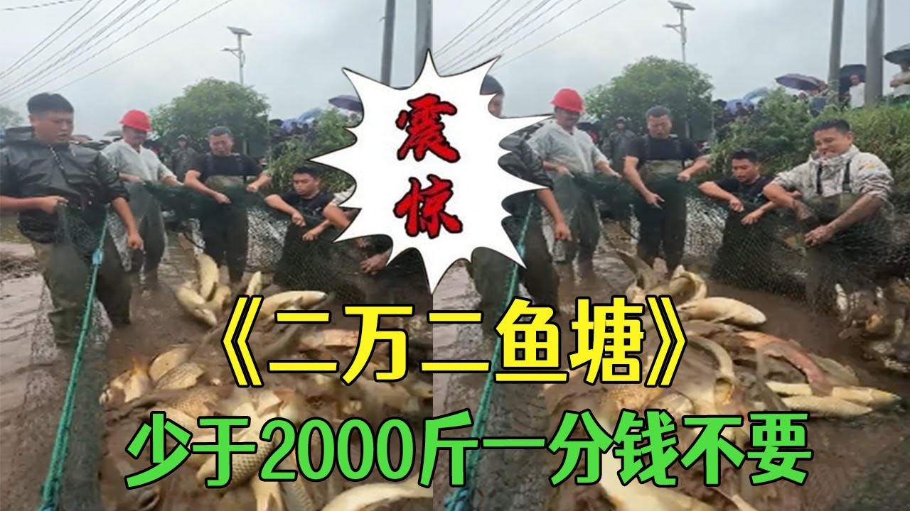花二萬二包下口魚塘，少于 2000 斤壹分錢不要，看看到底能上多少魚 #小飛哥#三農 #護外 #新農人計劃2026 #包塘
