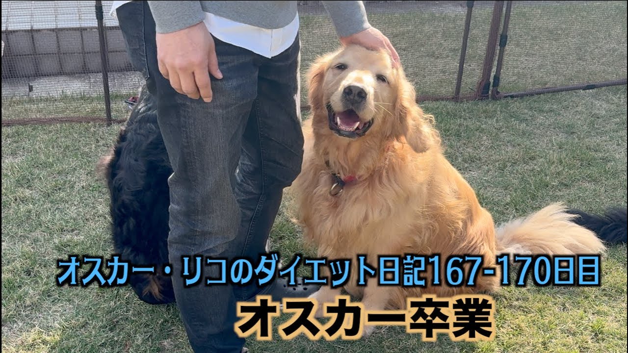 オスカーを里親さんへお届け【オスカー・リコのダイエット日記167 170日目】
