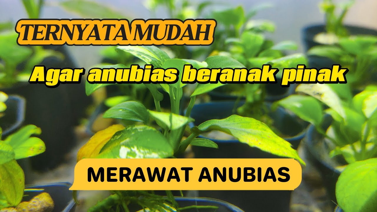 Tutorial Merawat Anubias di Akuarium : Cara Efektif Agar Tumbuh Subur