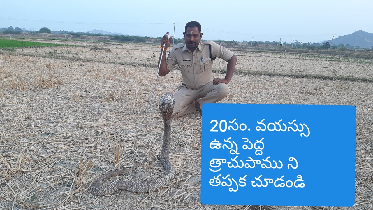 ఎంత పెద్ద ఉందో ఈ త్రాచుపాము చూడండి