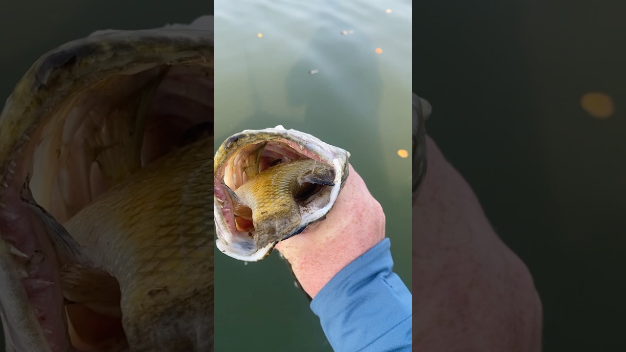 Northern tries to eat a sunfish #fishing