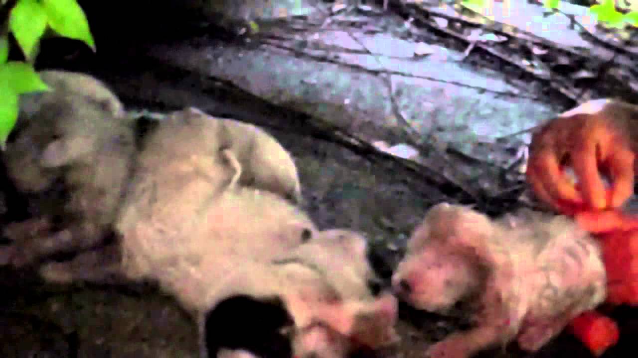 6 Puppies 2 weeks old saved just in time Olpa Locka Miami
